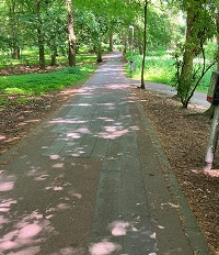 Mittig der beschädigte Geh- und Radweg, links und rechts davon Bäume und Büsche