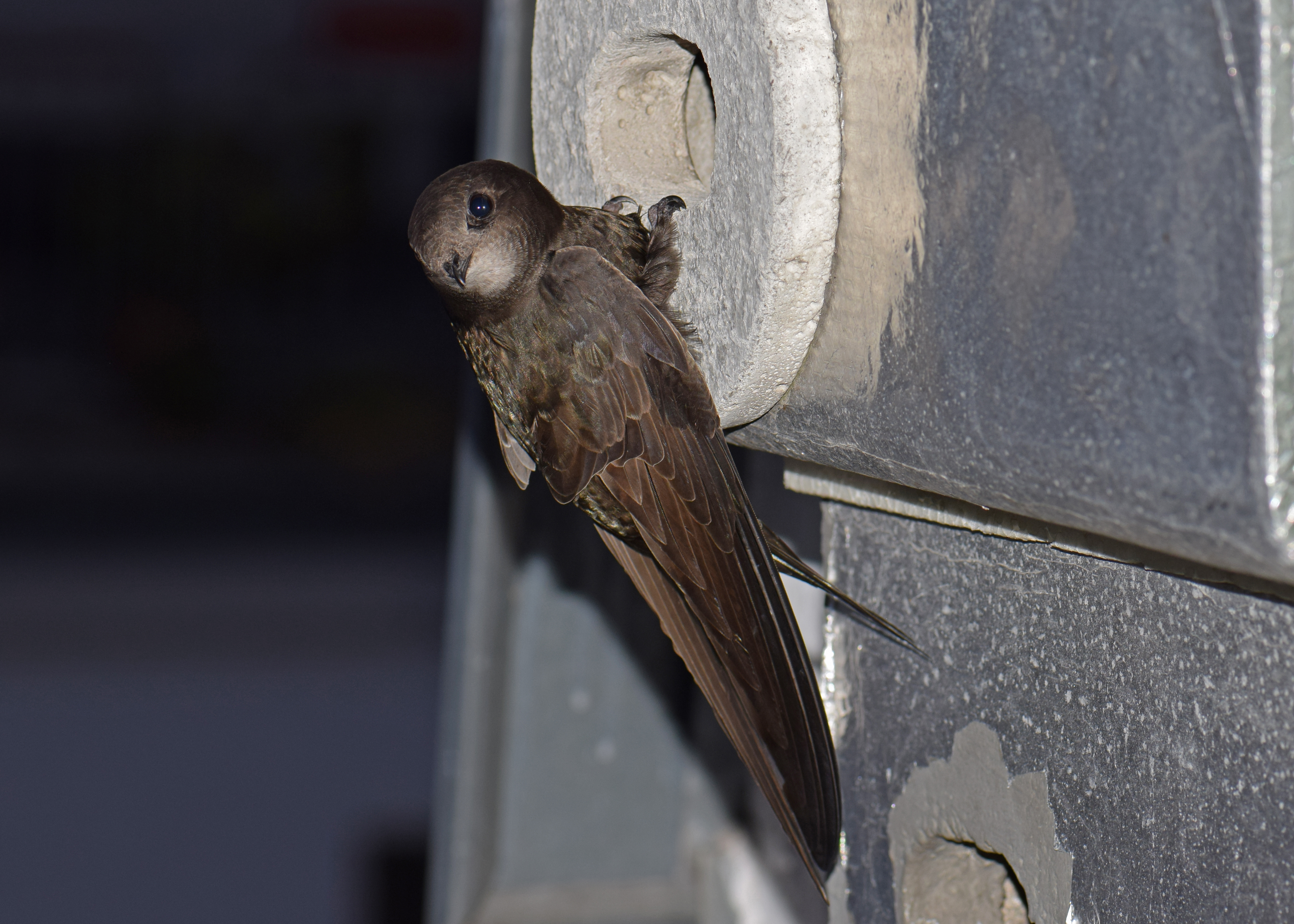 Mauersegler am Einflugloch