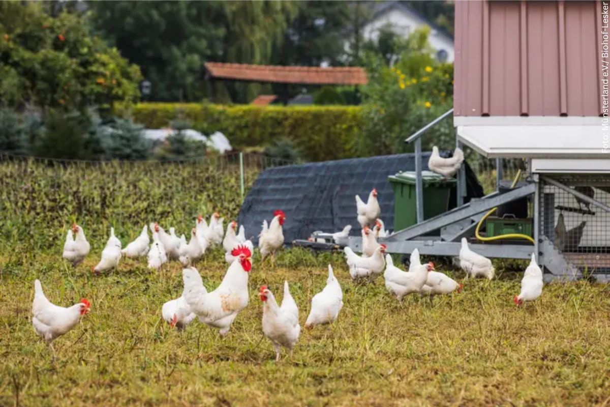 Hühner in artgerechter Freilandhaltung auf dem Biohof Lesker in Stadtlohn