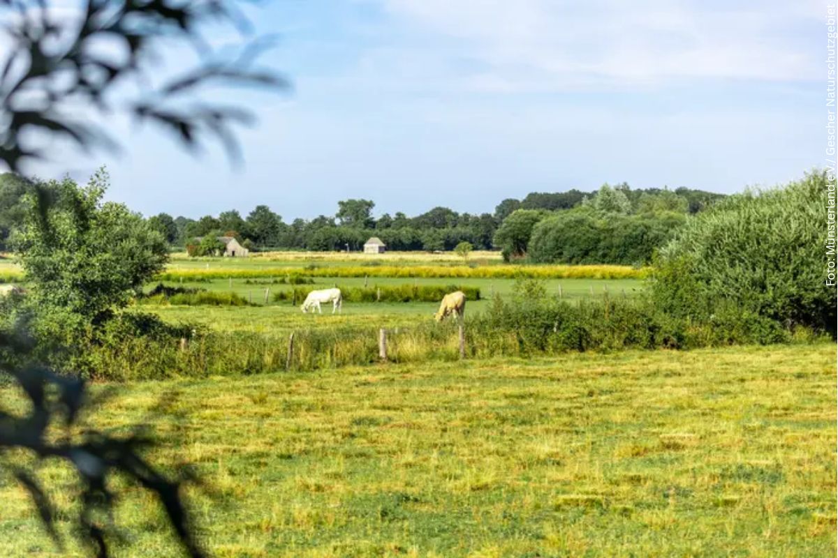Zwei Kühe weiden im Naturschutzgebiet Kuhlenvenn.