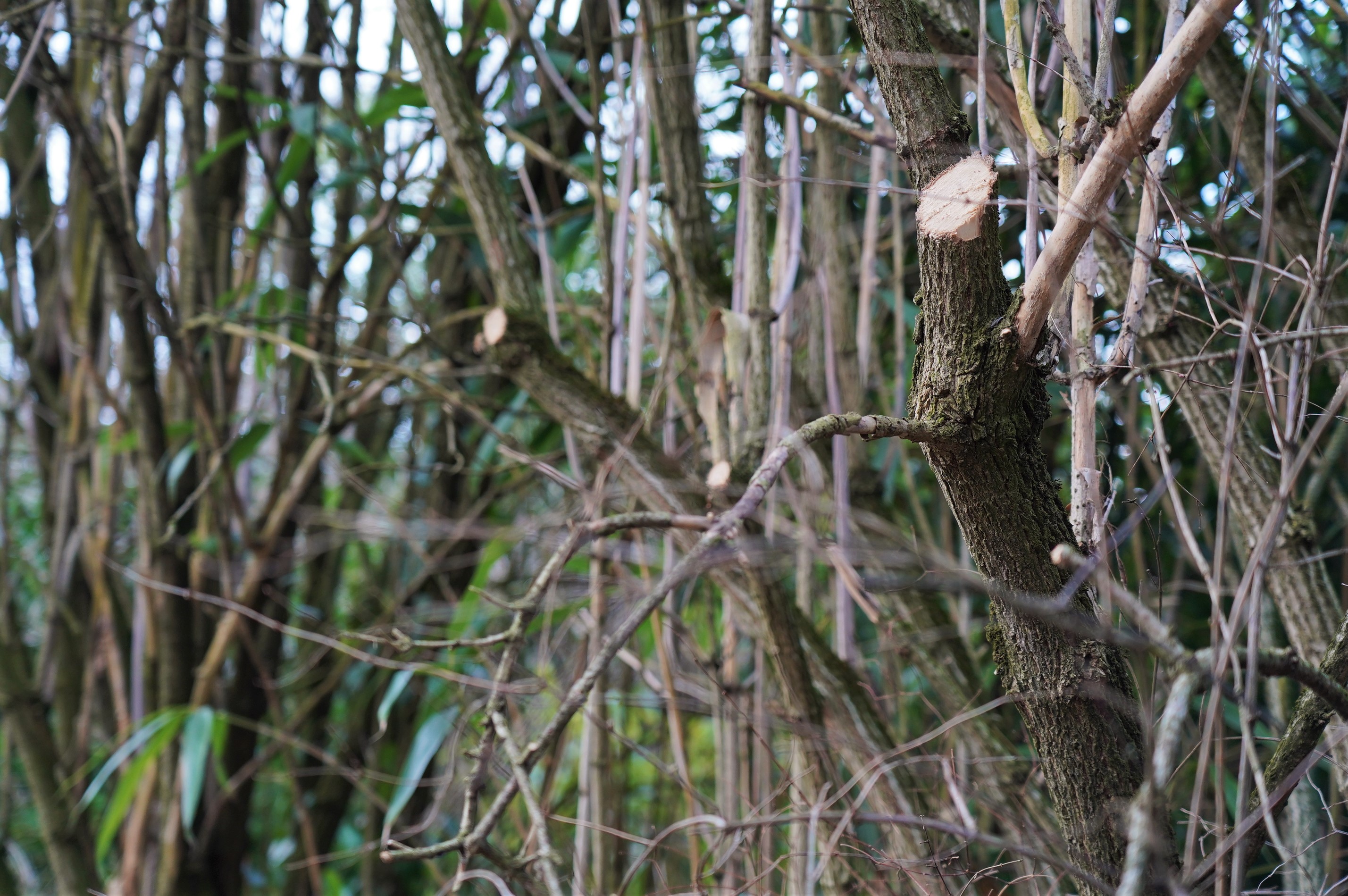 Ein Holunder-Busch mit sichtbaren Spuren eines Rückschnitts