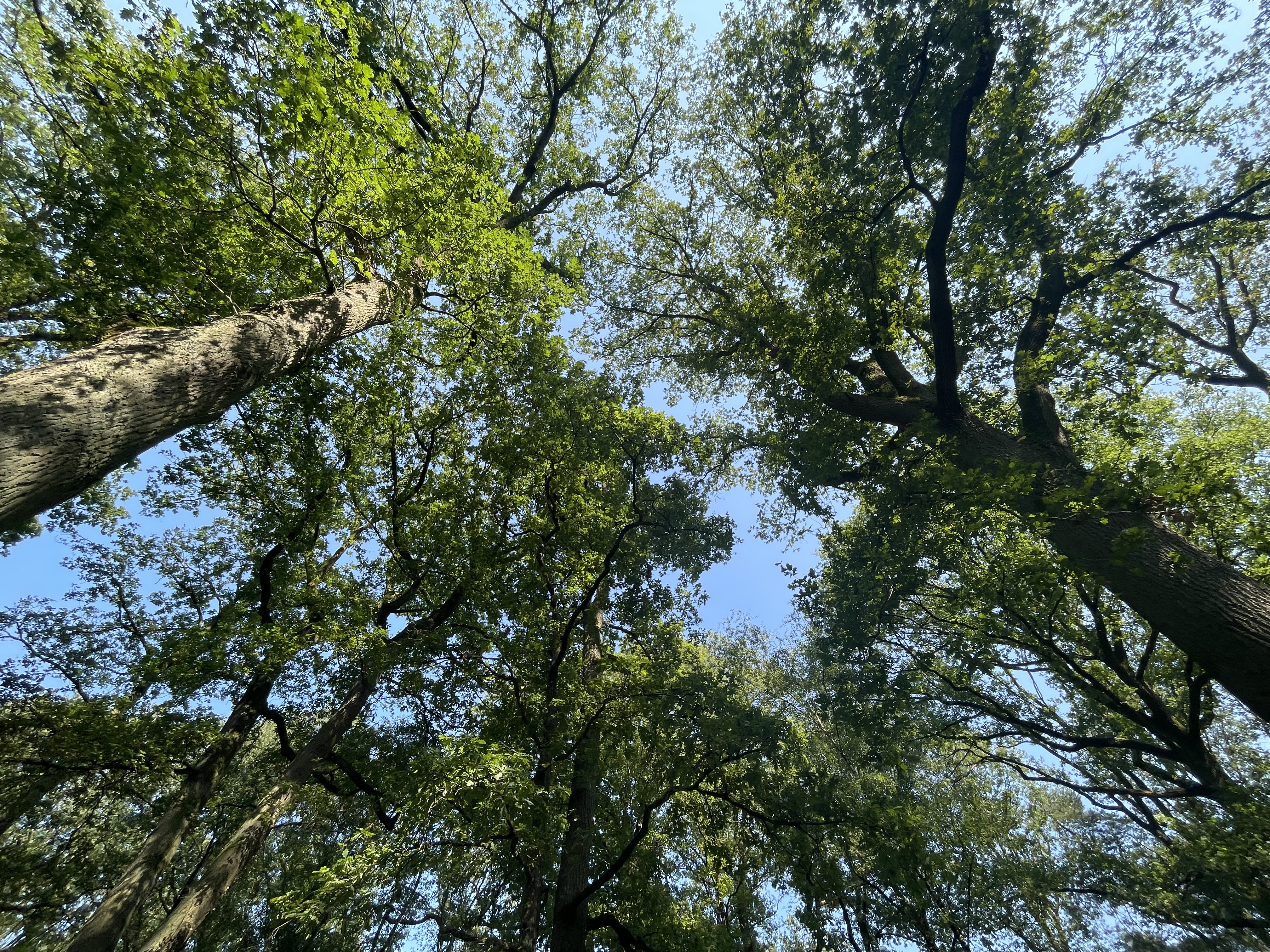 Blick in die Baumkronen
