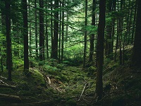 Bild von einem grünen, dichten Wald