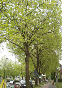 Platanenblattbräune Foto