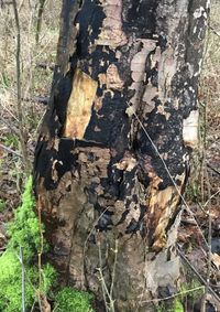 Schwarz verfärbte, abblätternde Rinde am Stamm eines erkrankten Bergahorn-Baums