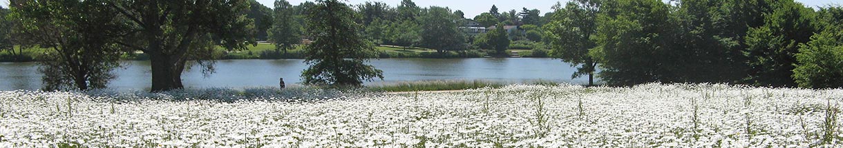 Ein weißer Blütenteppich auf einer Wiese am Aasee