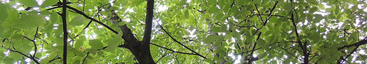 Blick in eine Baumkrone mit hellgrünen Blättern