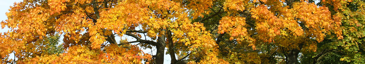 Herbstlich gefärbte Blätter eines Laubbaumes