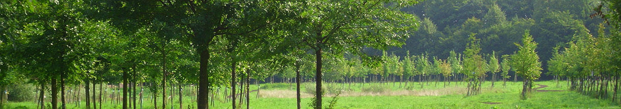 Der Hochzeitswald - kleiner Wald aus jungen Laubbäumen