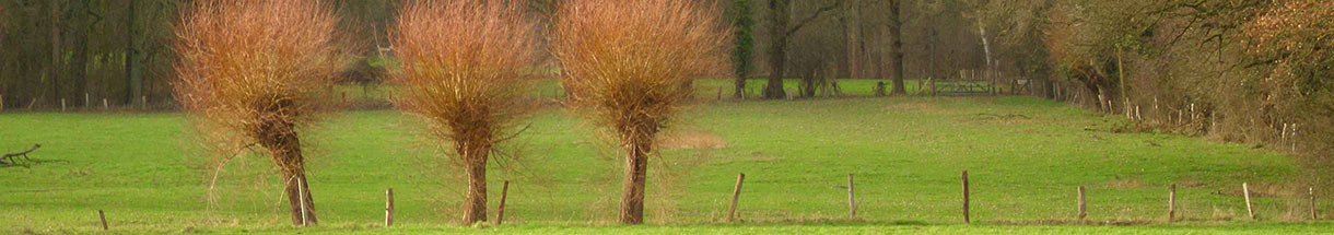 Drei noch fast kahle Weiden am Zaune einer Wiese