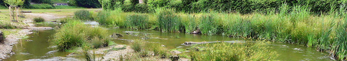 Flacher Flusslauf mit viel Begrünung am Ufer