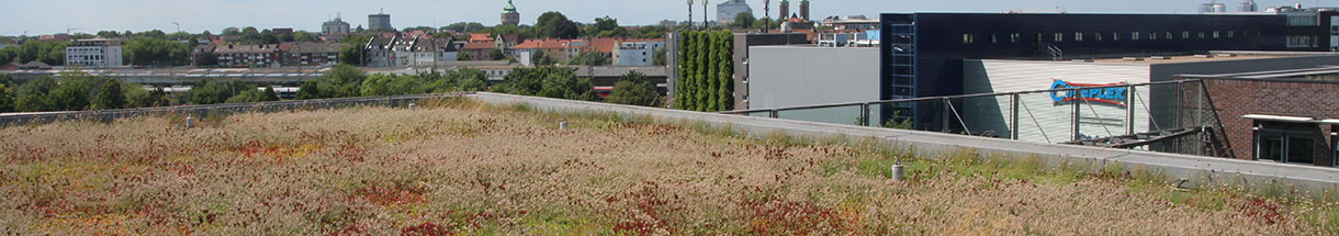 Blick auf ein Gründach