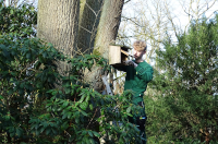 Ein Mann steht auf einer Leiter an einem Baum und säubert einen geöffneten Nistkasten, der am Baum hängt.