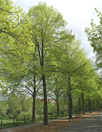 Winterlinden auf der Promenade Foto