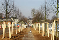 Aktion Bürgerbäume Foto