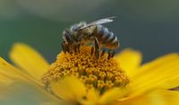 Blumenfoto mit Biene
