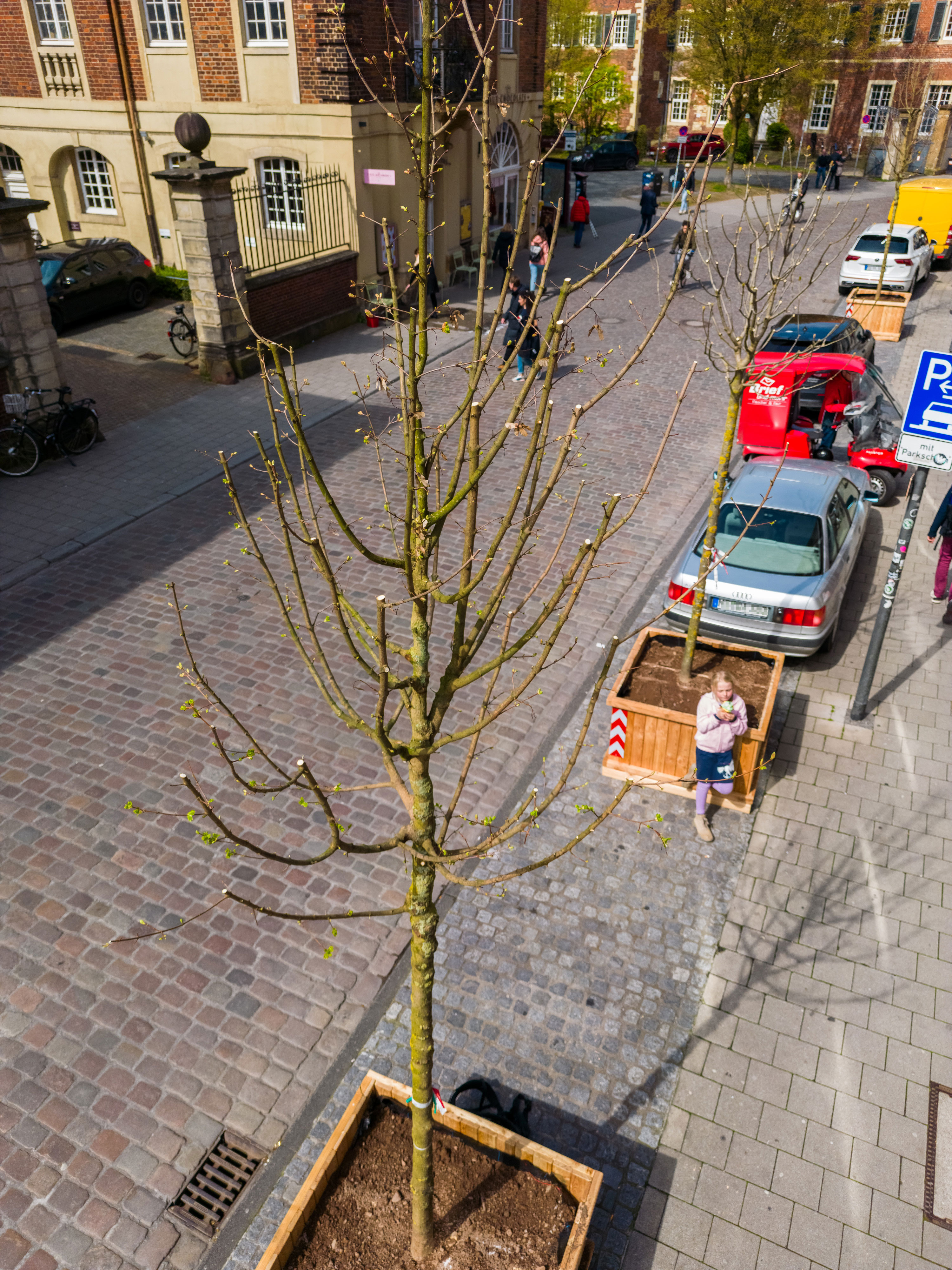 Stadtbäume in der Königsstraße