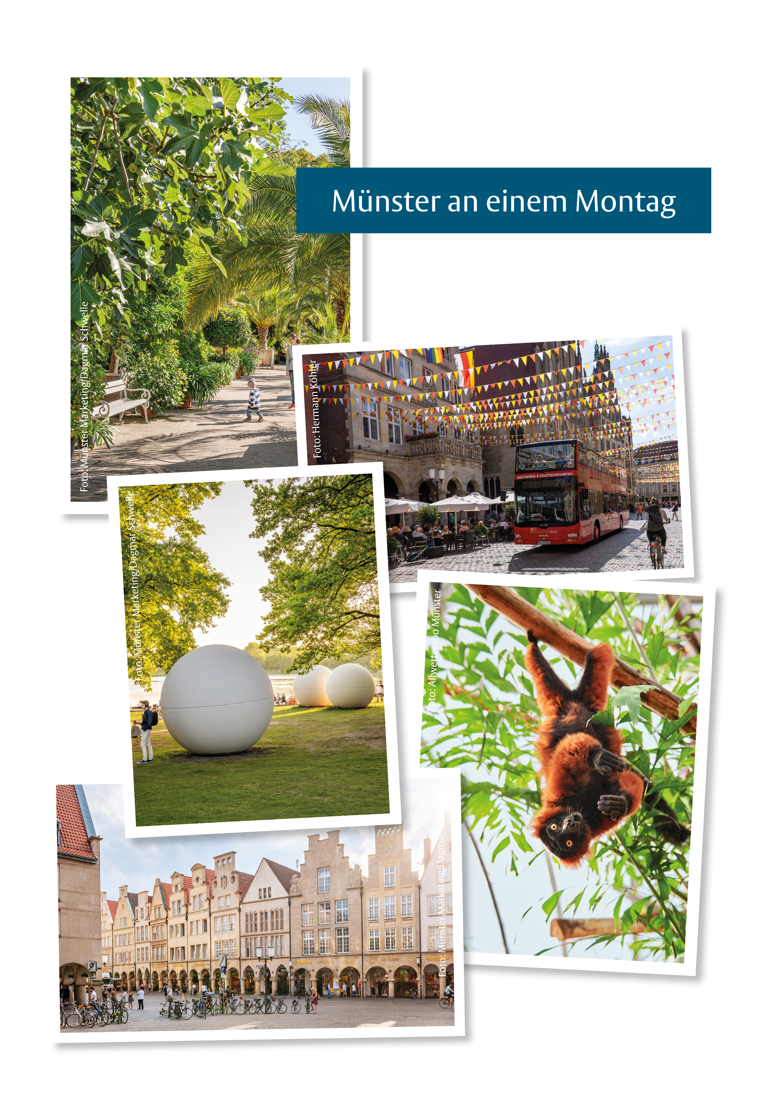 Collage mit Bildern vom Botanischen Garten, dem Prinzipalmarkt, dem MünsterBus, dem Zoo und dem Aasee für den Guide "Münster an einem Montag"