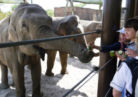 Elefantenfütterung im Allwetterzoo Foto