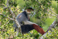 Foto: Arshdeep Singh / Wildlife Photographer of the Year 2020 Foto