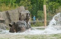 Elefanten im Allwetterzoo