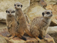 Suricates in the zoo