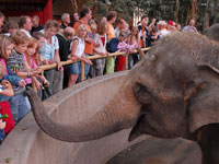 Het voederen van de olifanten in de Allwetterzoo