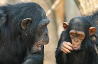 Schimpansen im Allwetterzoo