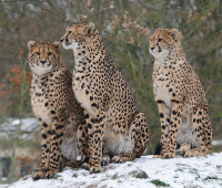 Geparden im Schnee