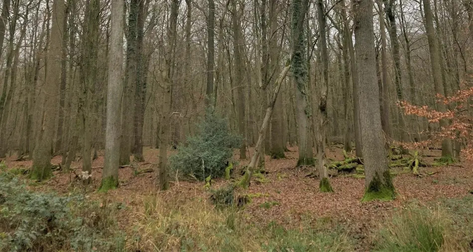 Waldgebiet in der Davert