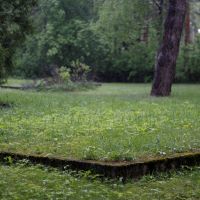 Mit Gras bewachsene, durch Bordsteine angedeutete Massengräber im Wald von Pietrasze