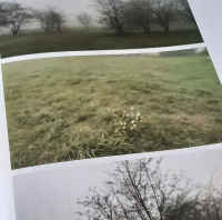 Bilder von Wiese und Bäumen auf dem Gelände des ehemaligen KZ Płaszów