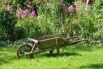 Foto: Eine Schubkarre im Garten