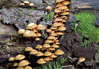 Waldpilze Foto