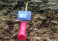 Temperaturmessung in Maissilage. Das Bild einer Temperaturmessung in Maissilage.