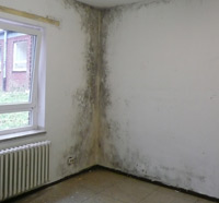 Schimmelschaden an einer Wand Foto