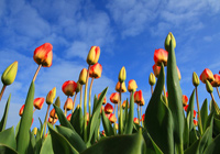 Gartentipps Ein Bild zum Thema Gartentipps.