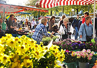 Blumenstand auf dem Wochenmarkt am Domplatz | Foto: Presseamt Münster / Angelika Klauser Foto einer verkaufssituation auf dem Wochenmarkt