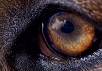 Auge eines Hundes Foto