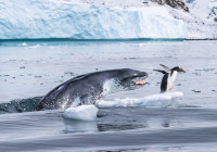 Flucht eines Eselspinguins vor dem Angriff eines Seeleoparden
Foto: Eduardo Del Álamo/Wildlife Photographer of the Year 2019 Foto