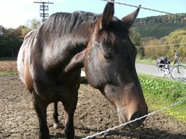 Pferdeweide Pferd