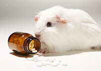 Meerschweinchen für den Tierversuch (Quelle: Ärzte gegen Tierversuche e. V.) Weißes Meerschweinchen mit einer Pillenflasche